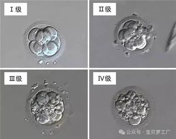 三分钟带你了解什么是胚胎碎片率|胚胎|碎片|发育_新浪新闻