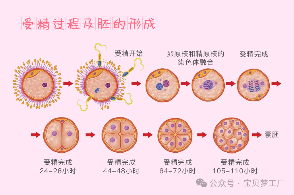 什么样的胚胎，才算优质胚胎?__凤凰网
